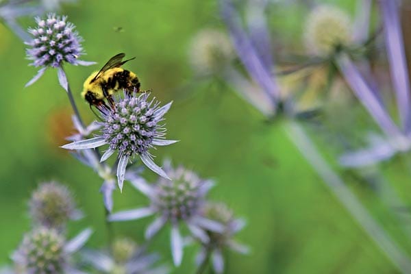 Globe Thistle (Echinops) -Pollinator Friendly Gardening: We know it's important to provide flowers that attract butterflies, but there's another important element that is often overlooked. The baby nursery! Without a place to lay their eggs and nurture their young, we can't have the mature butterflies we love and provide essential pollination for our gardens. Globe Thistle (Echinops) -Pollinator Friendly Gardening: We know it's important to provide flowers that attract butterflies, but there's another important element that is often overlooked. The baby nursery! Without a place to lay their eggs and nurture their young, we can't have the mature butterflies we love and provide essential pollination for our gardens.