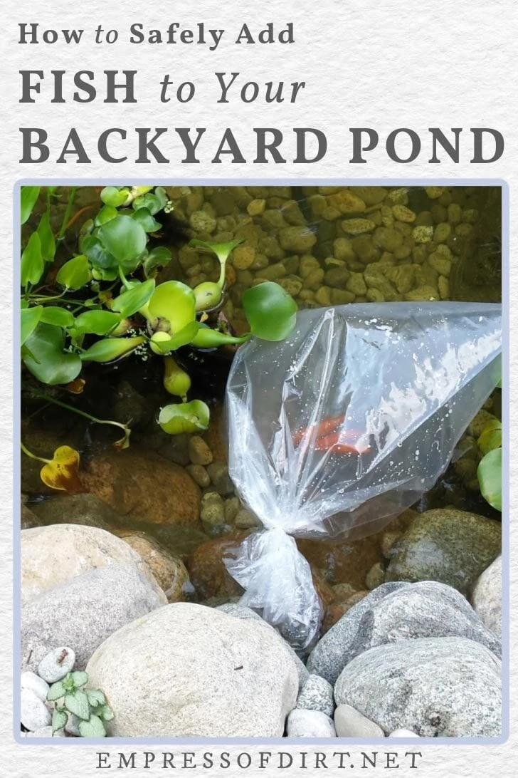 Adding Fish How to Add Fish to a Backyard Garden Pond — Empress of Dirt
