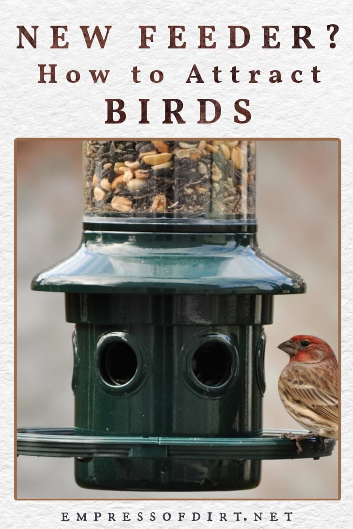 New Bird Feeder? Use These Tips to Attract Birds — Empress of Dirt