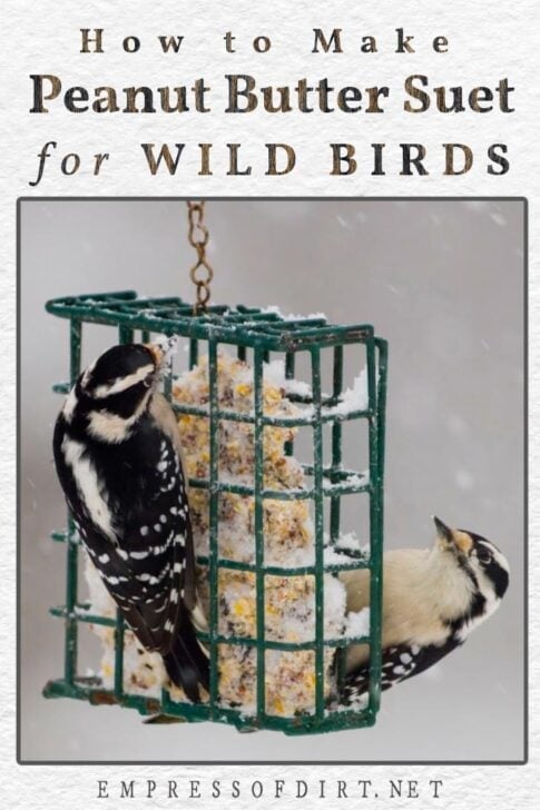 Homemade Peanut Butter Suet for Birds (Easy Recipe)