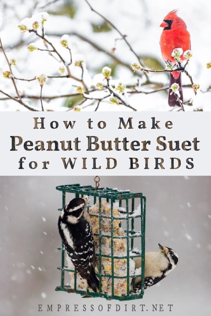 This homemade recipe is for wild birds in the winter when food is scarce. It's called un-suet because it does not contain lard like traditional suets do. It's simple to make and well-loved by the birds. Winter birds and homemade suet