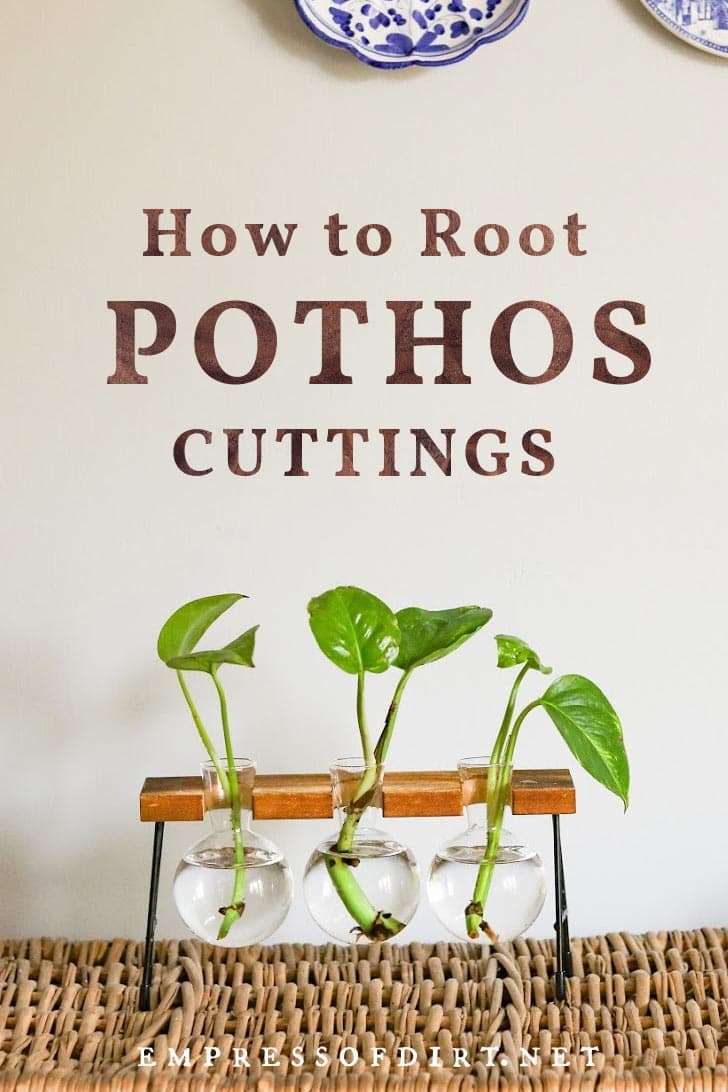 Pothos plant cuttings rooting in glass jars.