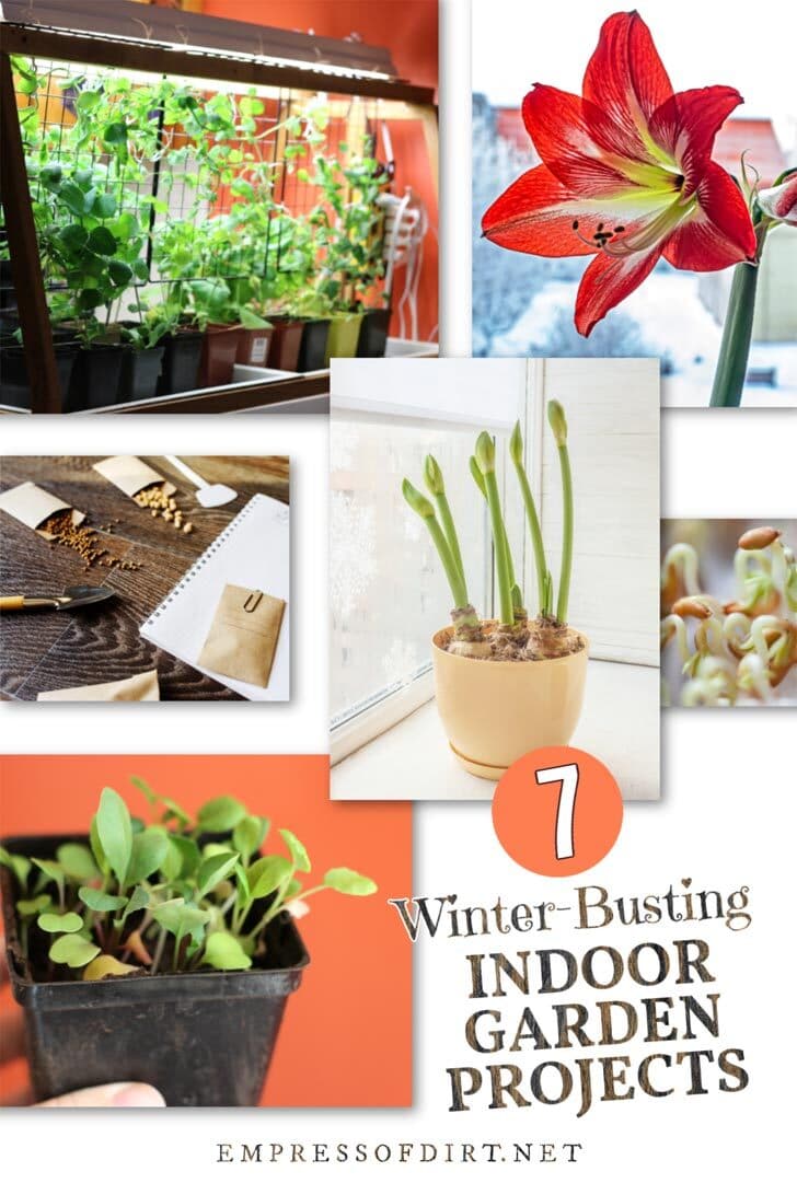 Examples of indoor gardening projects including seed starting and forcing bulbs to flower.
