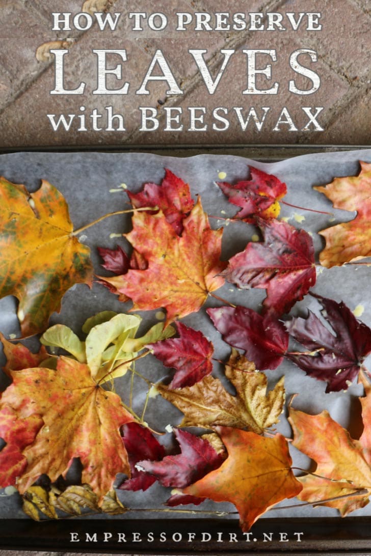 Fall leaves dipped in beeswax.