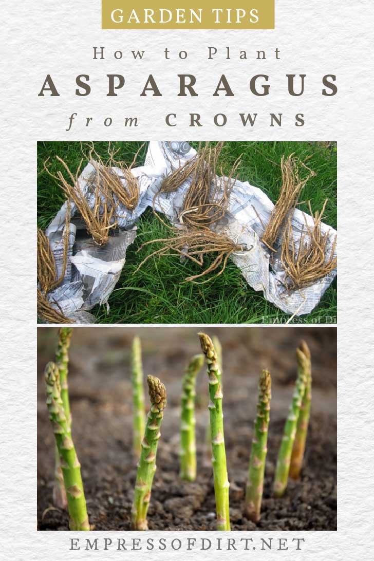 How to Plant Asparagus Crowns