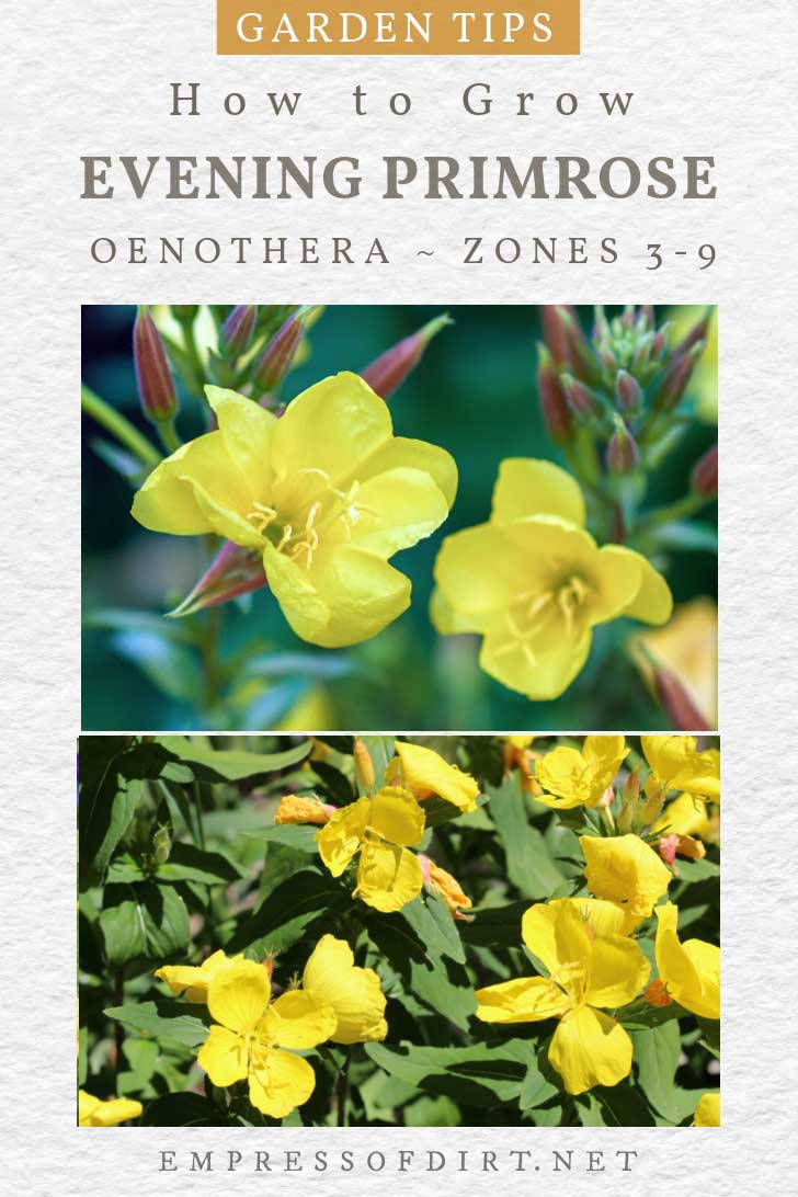 How to Grow Evening Primrose (Oenothera) and Possible Problems