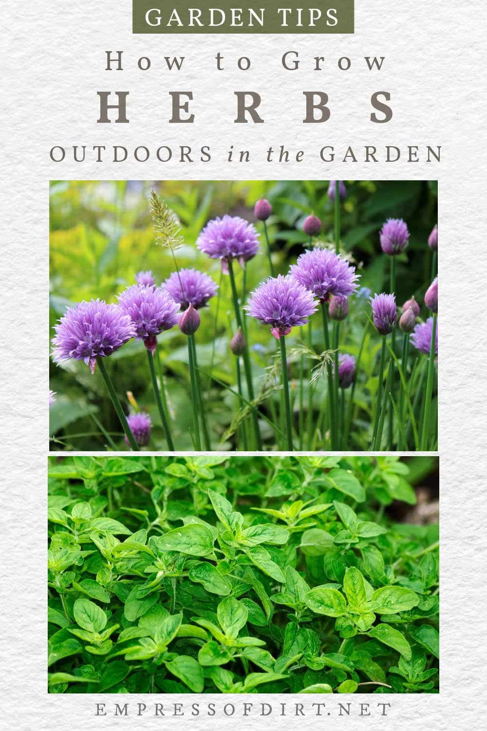 Getting Started With Outdoor Herb Growing (Top Questions Answered)