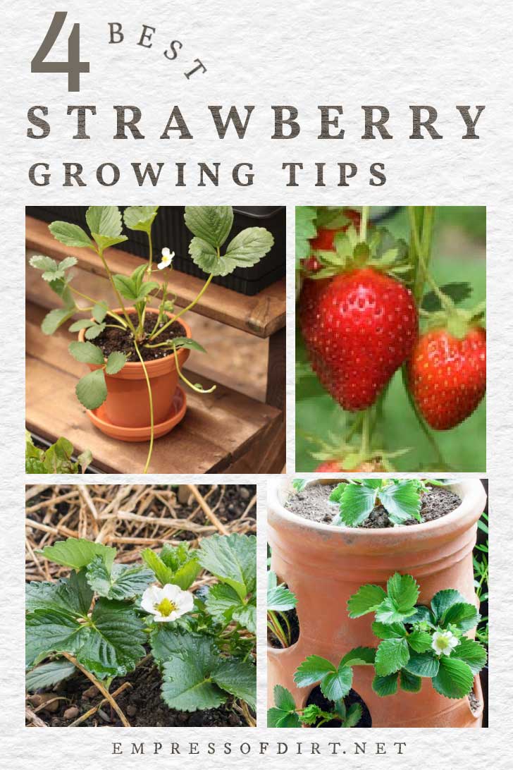 Top 20+ How deep to plant strawberries 2 Growing Strawberries: Basic Tips That Really Work