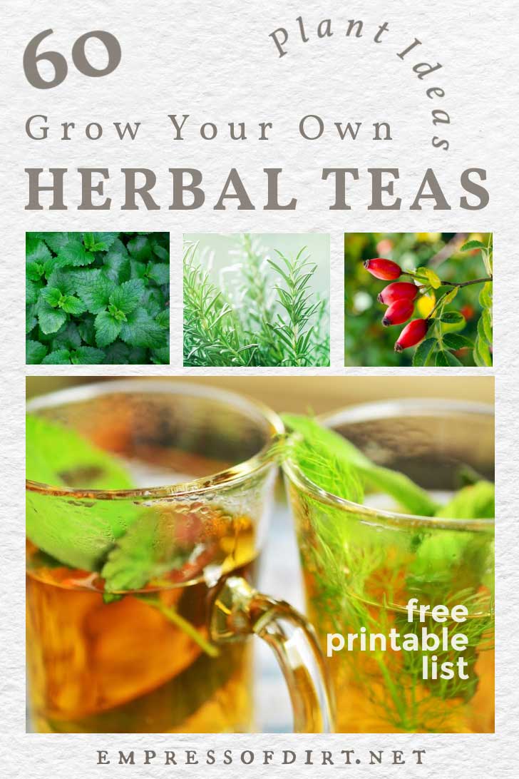 60 Plants To Grow For Homegrown Herbal Teas Empress of Dirt