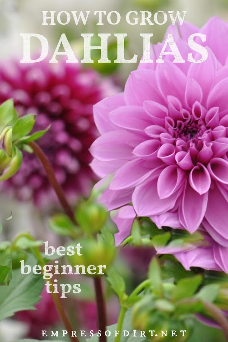 Pink dahlia flowers in the garden.