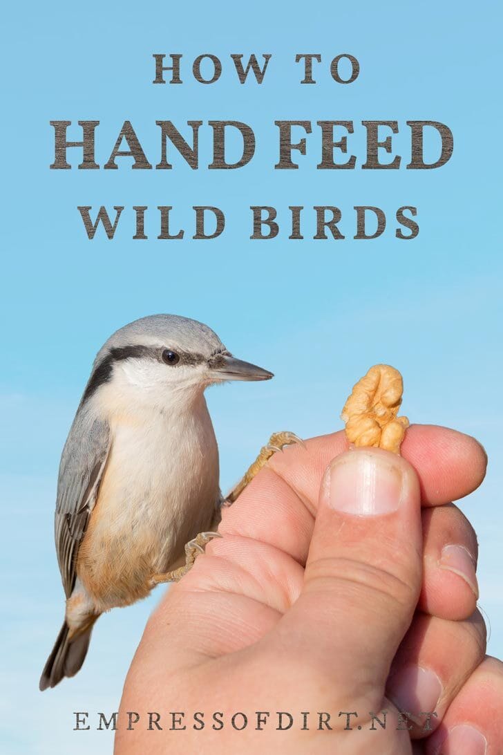 10 Tips for Hand Feeding Wild Birds Empress of Dirt
