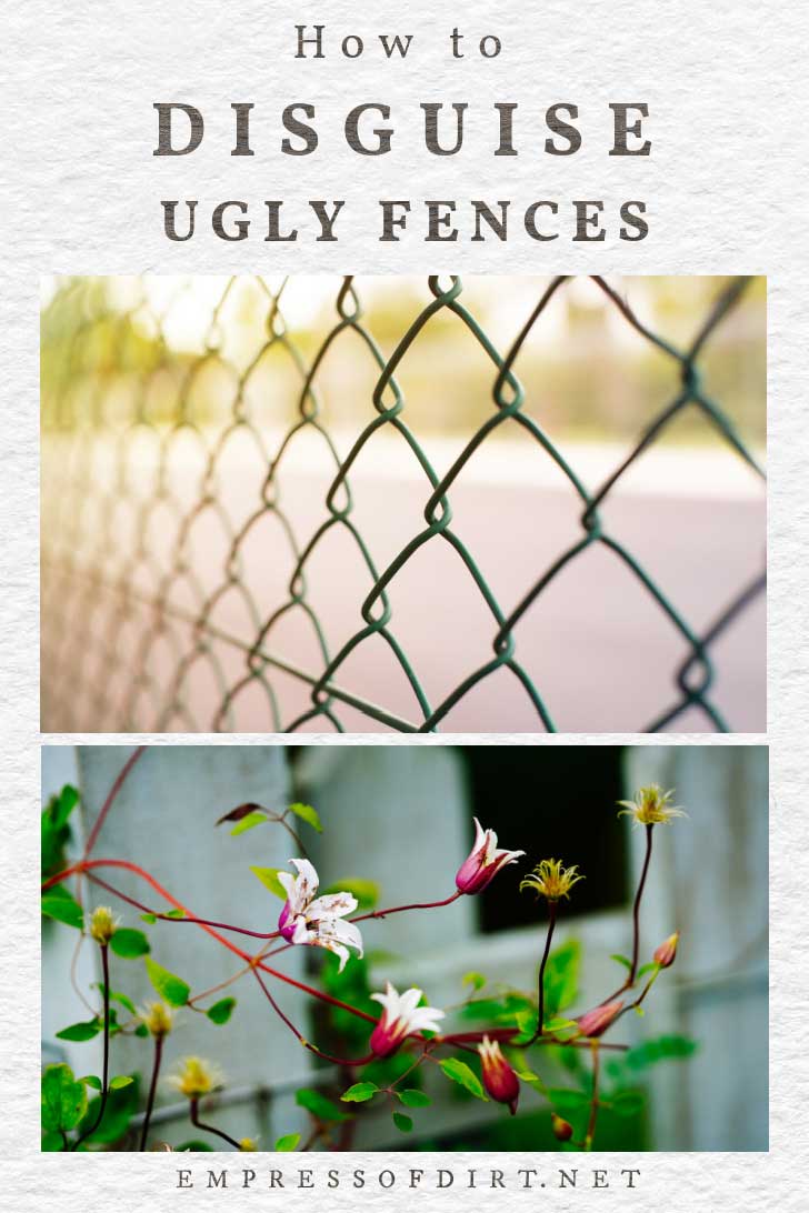 How to Disguise Ugly Fences Including Chainlink Empress of Dirt