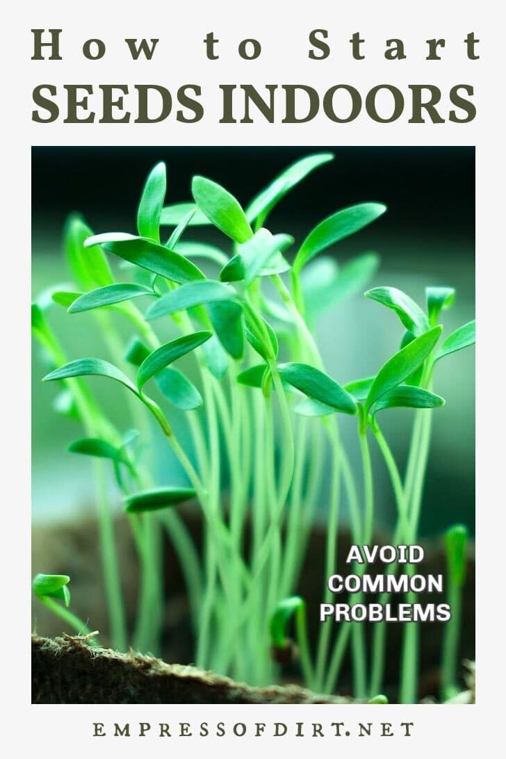 Sprouting seedlings