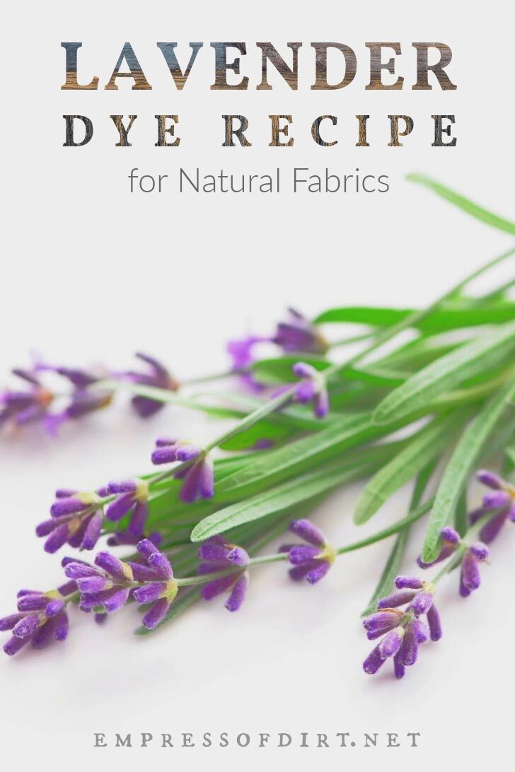 A sprig of purple lavender flowers with green leafy stems.