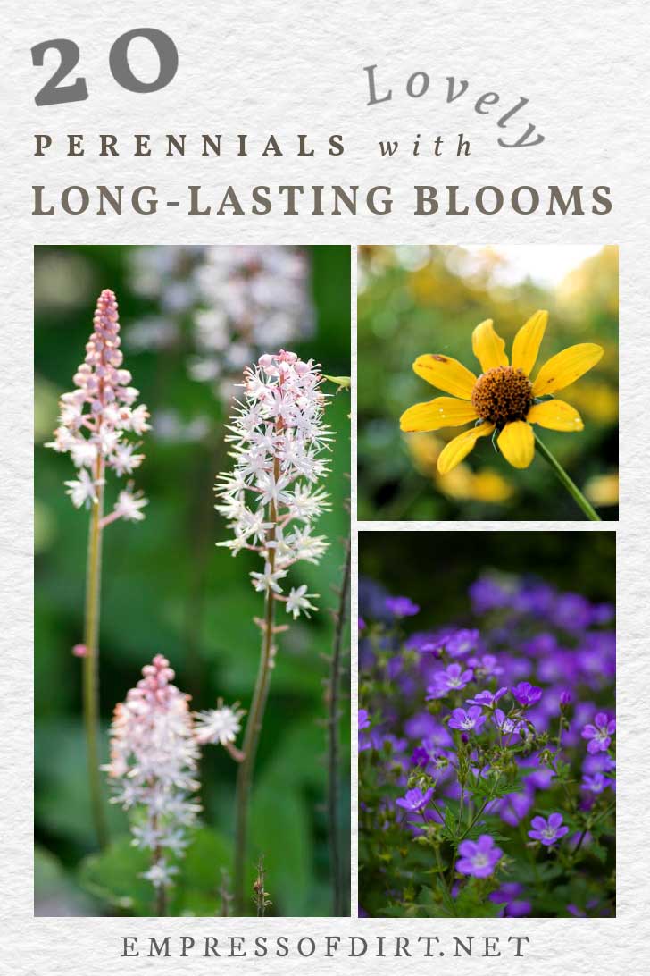 20 Perennials with LongLasting Blooms — Empress of Dirt
