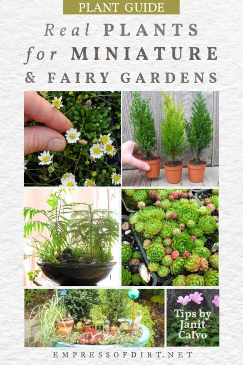 How to Choose Plants for Miniature Gardens