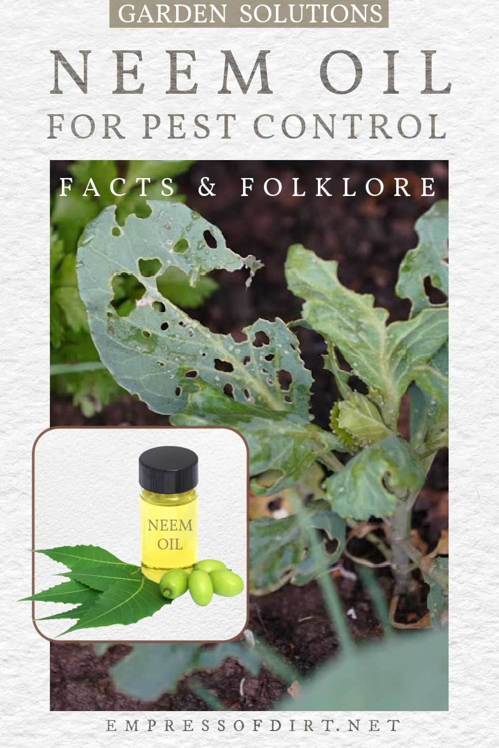 What is Neem Oil? Insecticide Pros and (Mostly) Cons — Empress of Dirt