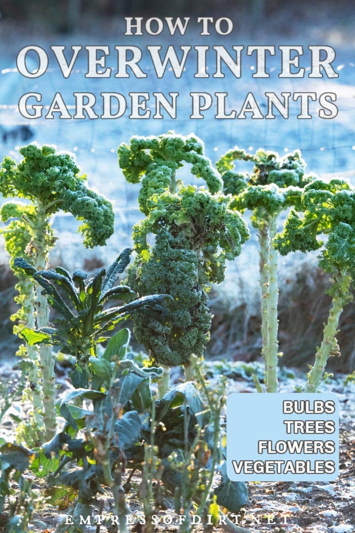 Kale plants touched by frost in the garden.