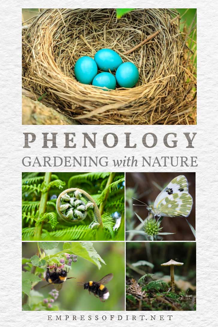 Phenology Using Nature's Signs & Signals as a Gardener