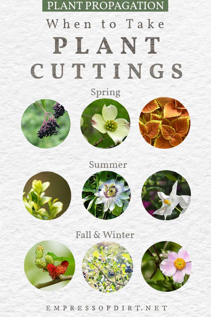 Seasonal Calendar When to Take Plant Cuttings Empress
