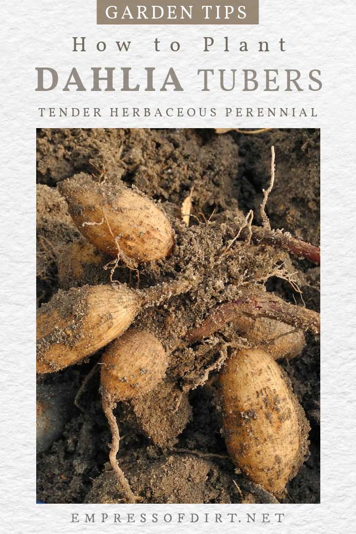 How to Plant Dahlia Tubers Empress of Dirt