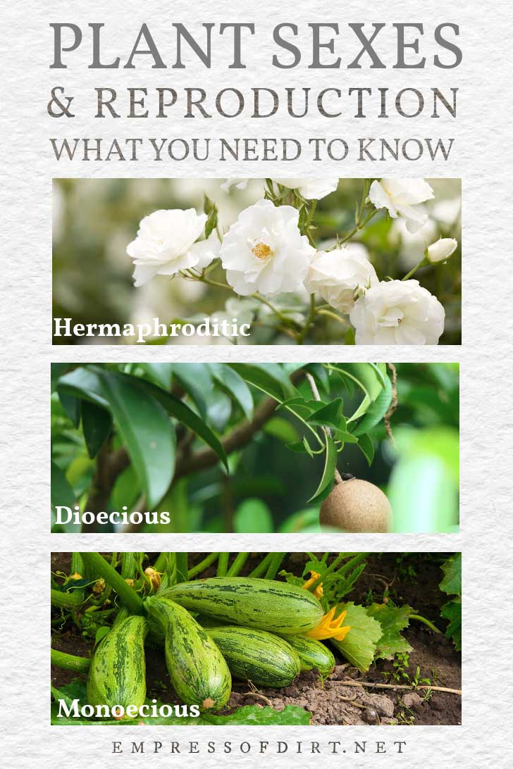 Plant Sexes & Reproduction Are There Male & Female Plants?