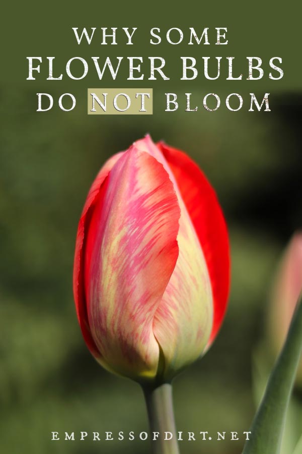Dappled red tulip flower.