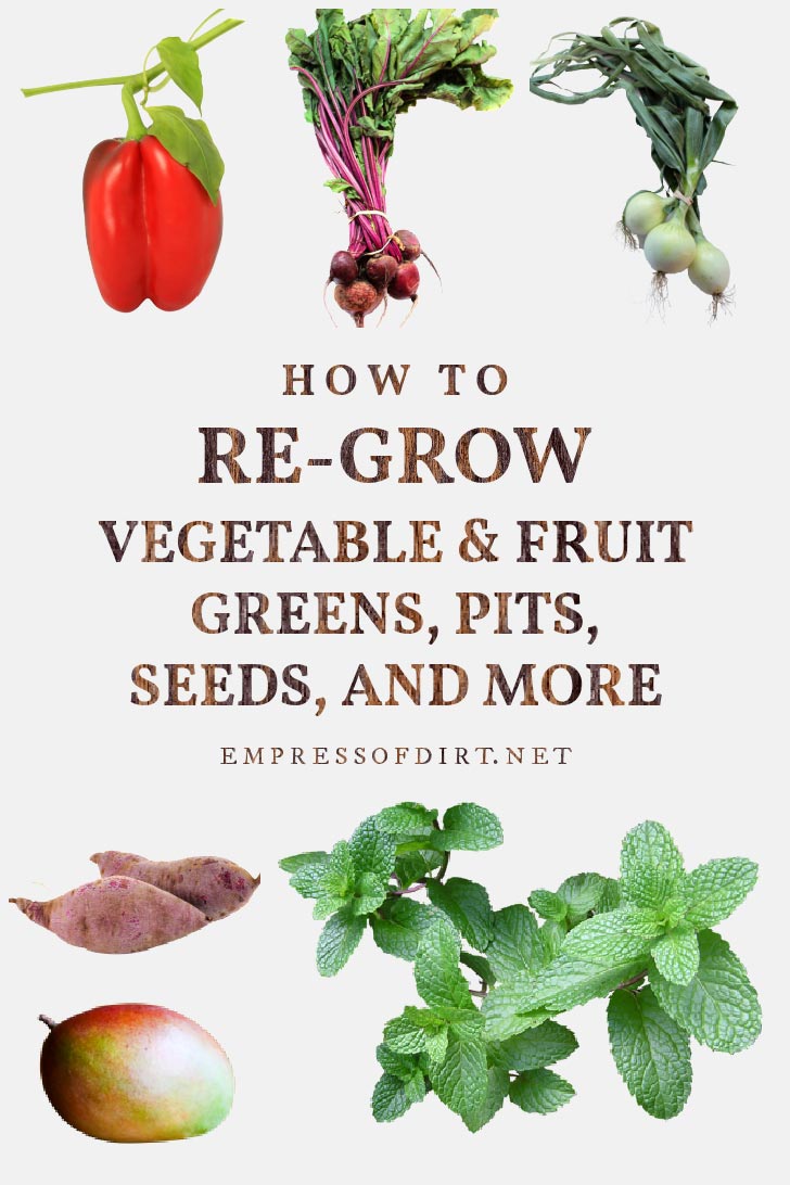 39 Vegetables, Fruits, and Herbs to Regrow from Scraps