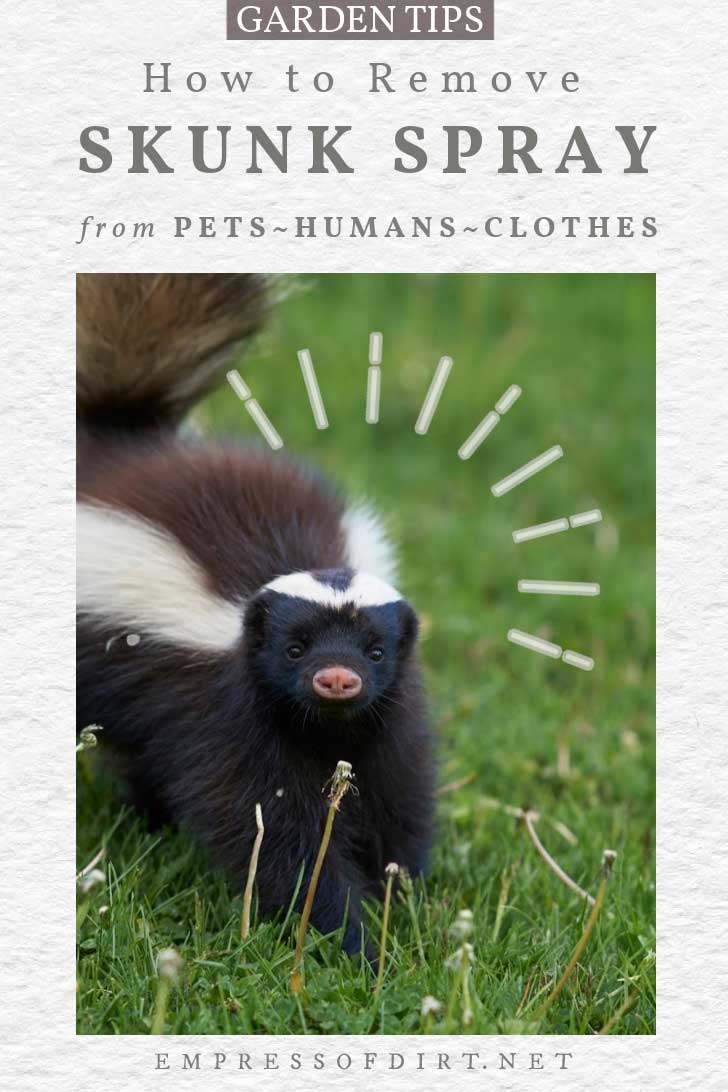 Top 23 how to get rid of skunk smell on humans 1 How to Remove Skunk Spray (No, Not With Tomato Juice)