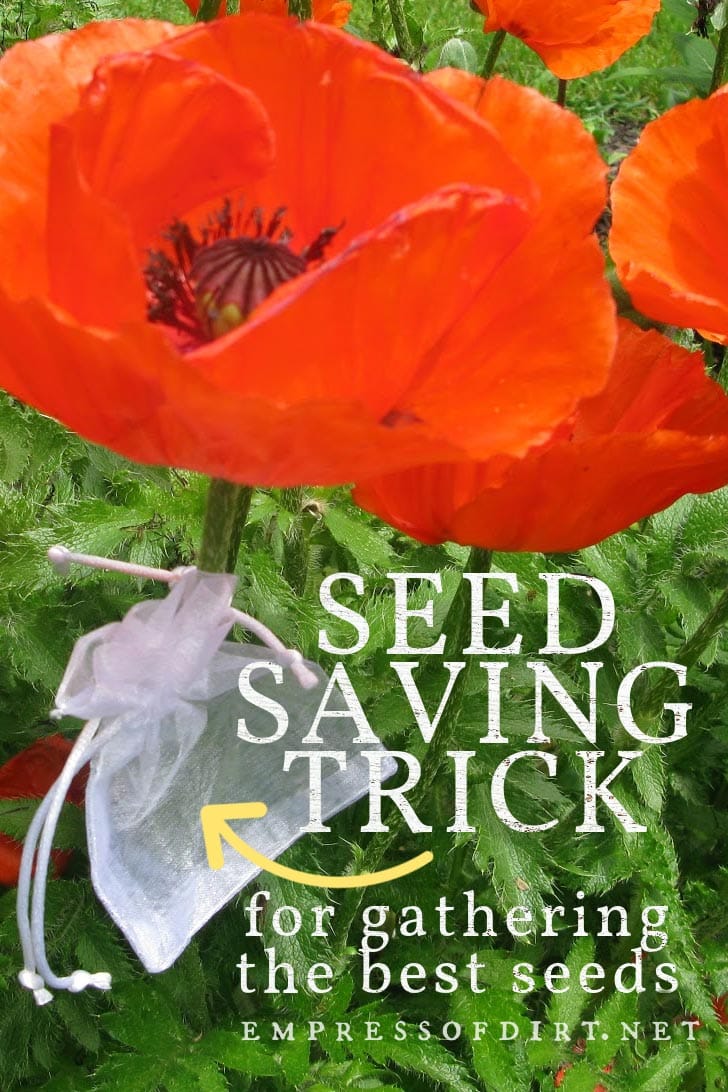 Simple tip for knowing which flowers in your garden have the best seeds for seed saving. Tulle bag attached to flower stem, marking best flower.