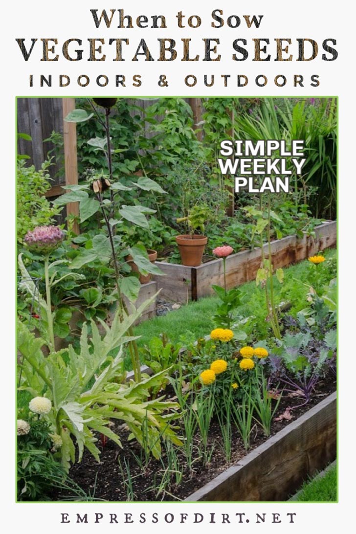 Vegetables growing in a raised garden bed.
