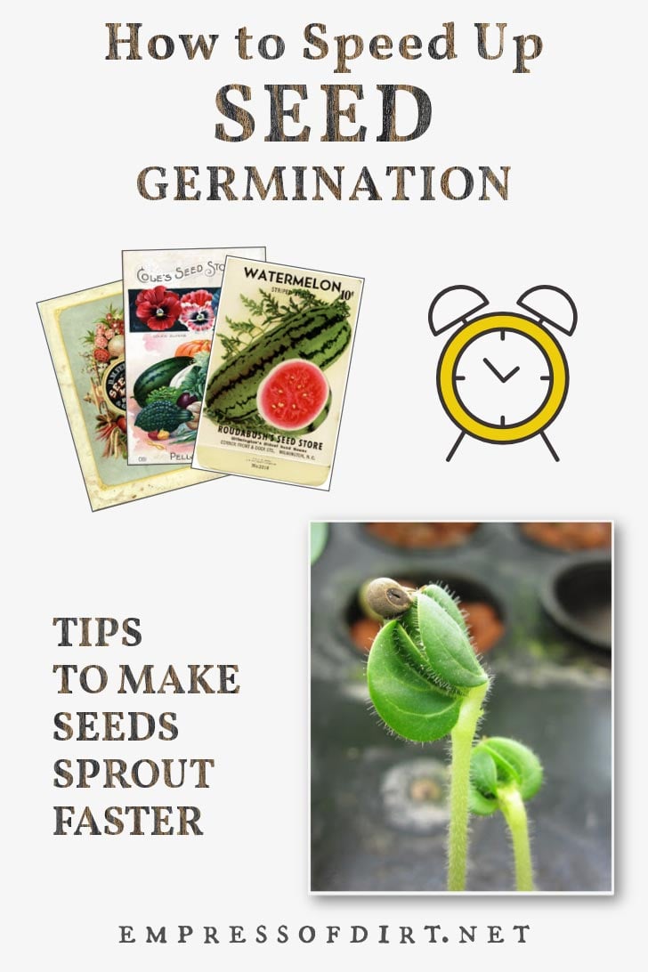 How to Make Seeds Germinate Faster