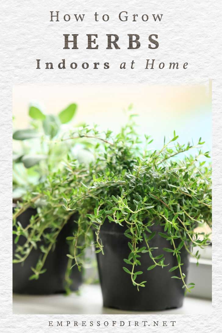 14 Best Herbs to Grow Indoors (Annual & Perennial) — Empress of Dirt