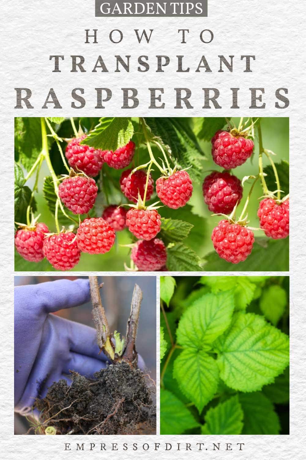 How to Transplant Raspberries and Grow More Fruit — Empress of Dirt