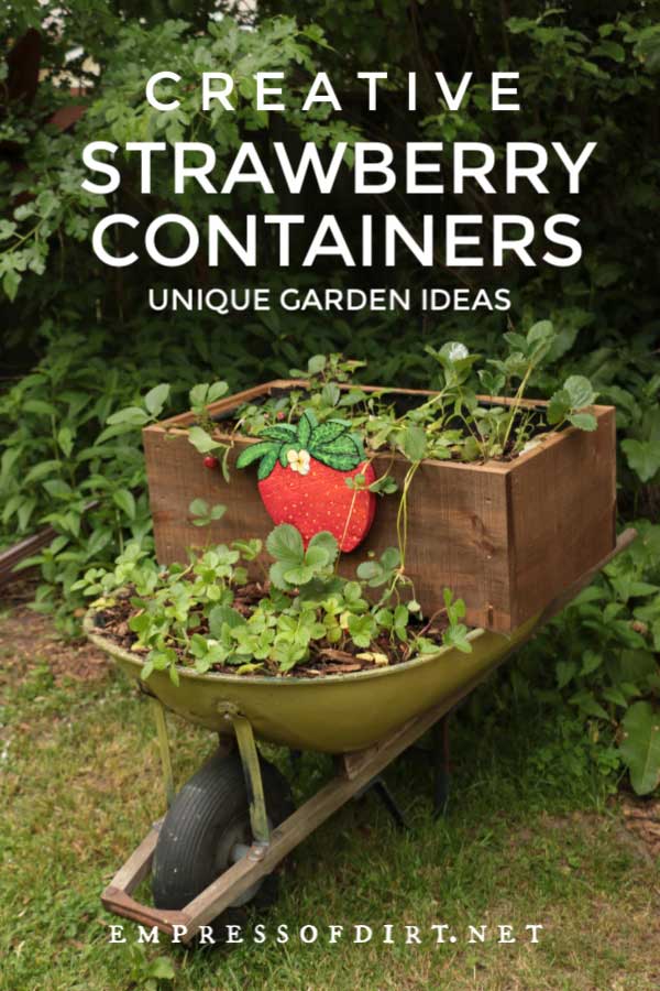 Old green wheelbarrow with strawberries planter.