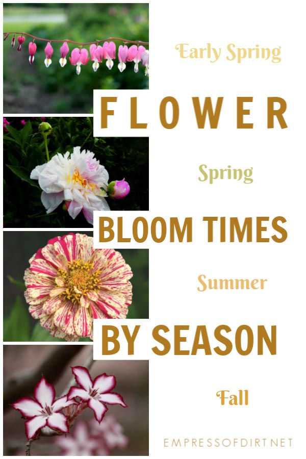 Perennial Flower Bloom Times for Every Season Empress of Dirt