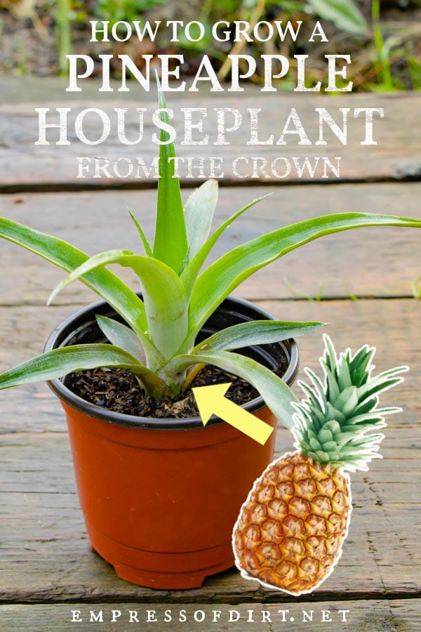 How to Grow a Pineapple from the Grocery Store Empress of Dirt