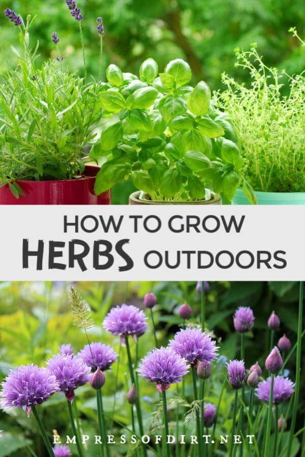 How to Grow Herbs Outdoors (Beginner's Guide) Empress of Dirt