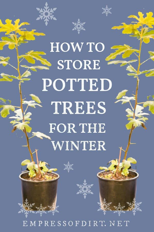 Potted fig trees that will require protection to survive the winter.