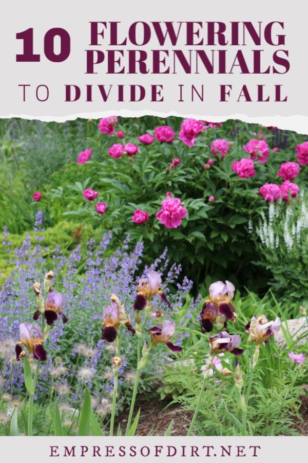 10 Por Perennials To Divide And Transplant In Fall 10 Por Perennials To Divide And Transplant In Fall
