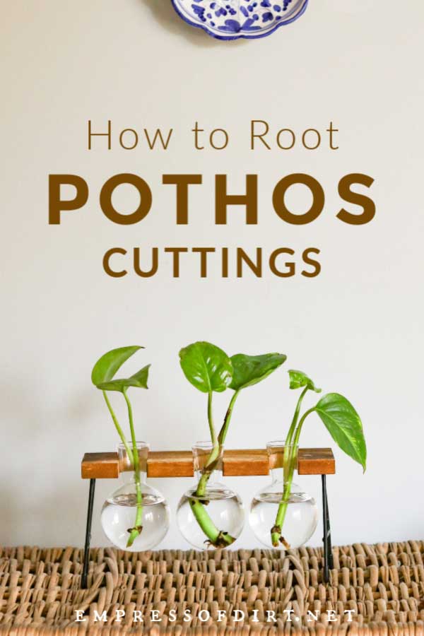 Pothos plant cuttings in glass bulbs.