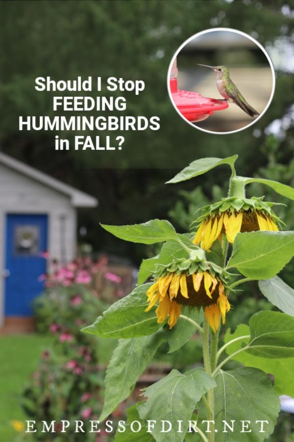 Hummingbird in fall garden.