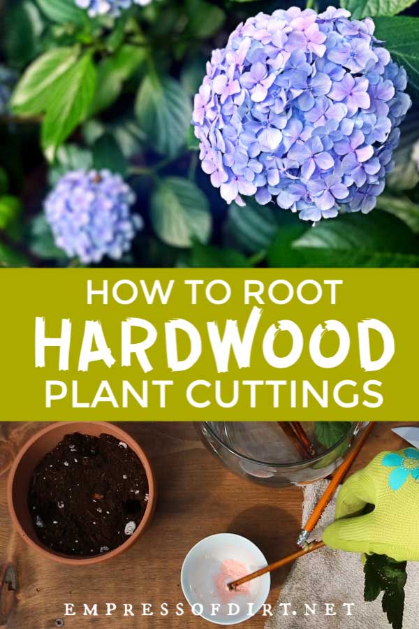 Growing hardwood cuttings from hydrangeas and other plants.
