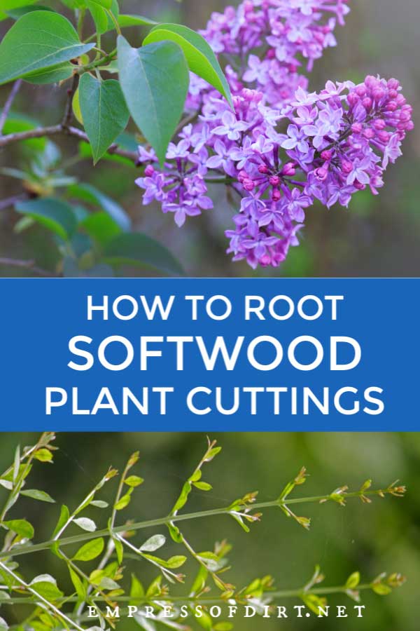 How to Grow Softwood Cuttings (7 Easy Steps) Empress of Dirt