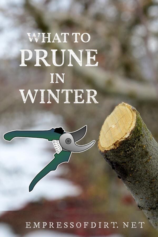 A branch getting pruned in the winter garden.