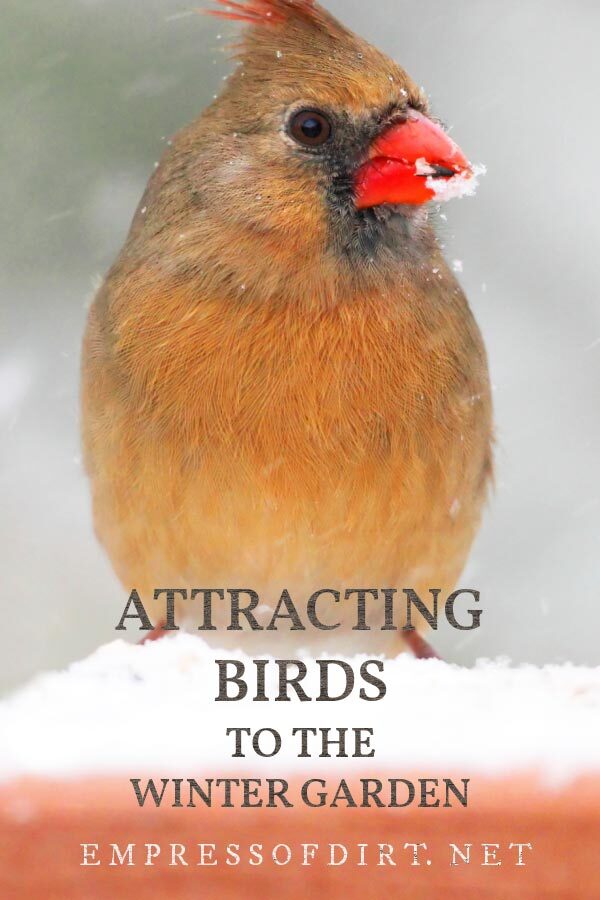 Female cardinal bird in the winter garden.
