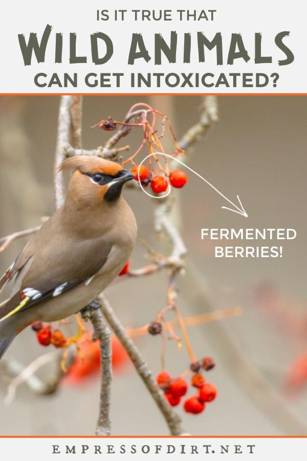 Bohemian waxwing bird on branch eating fermented berries.