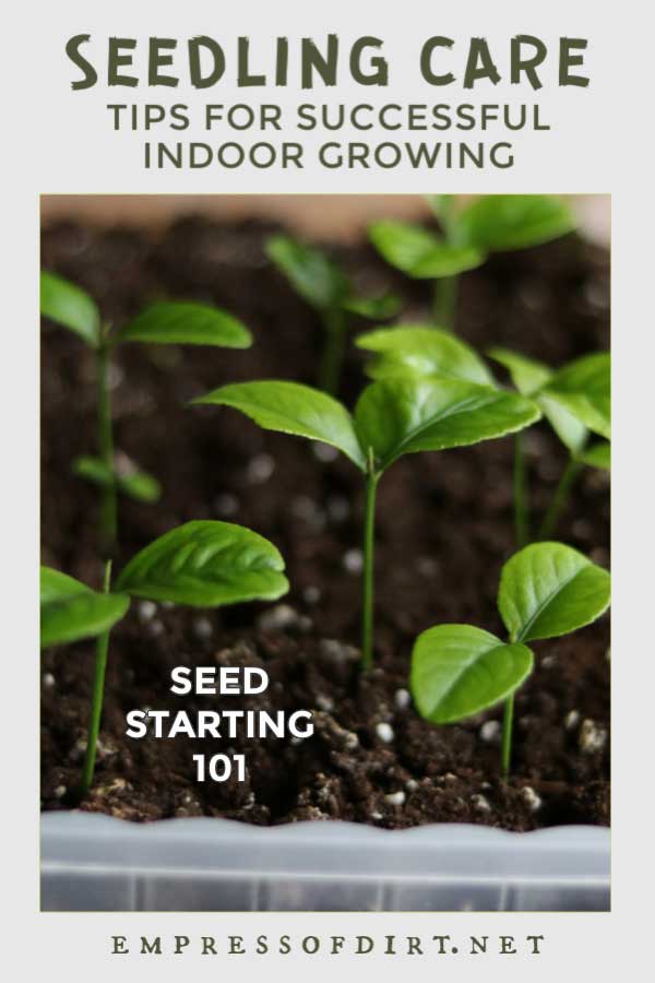 How to Care for Indoor Seedlings