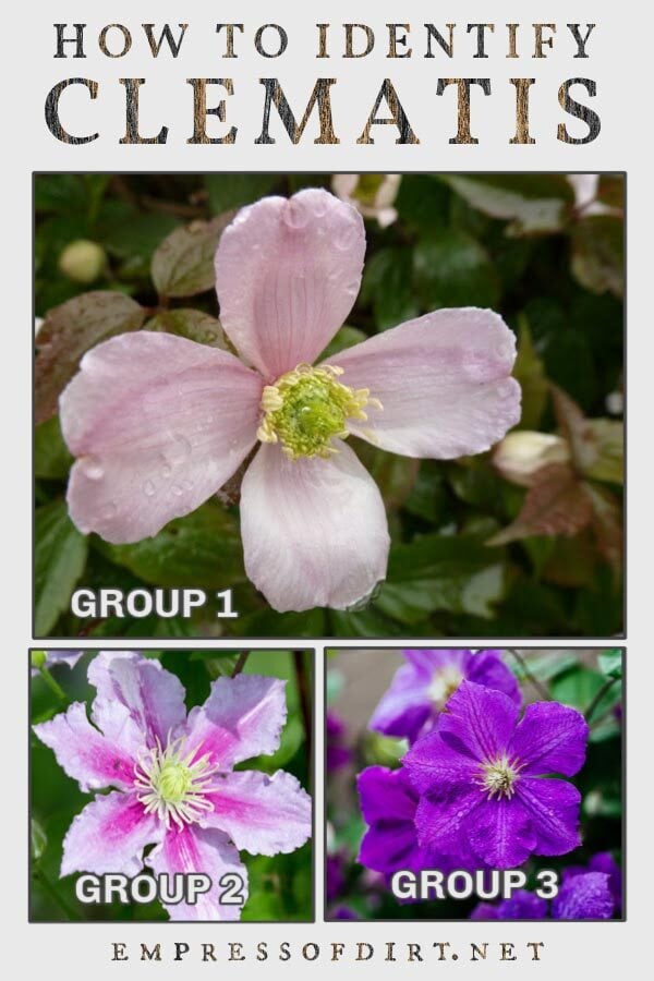 Clematis flower examples for group 1,2, and 3.