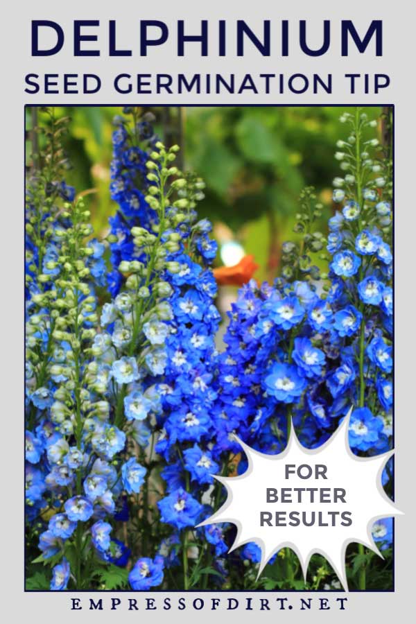 BABY BLUE EYES 100 FRESH SEEDS FREE SHIPPING